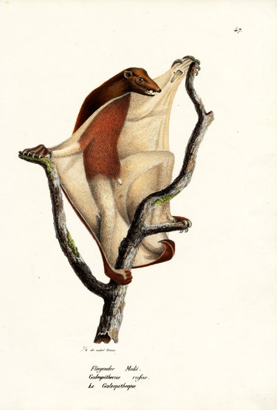 Flying Lemur by Karl Joseph Brodtmann